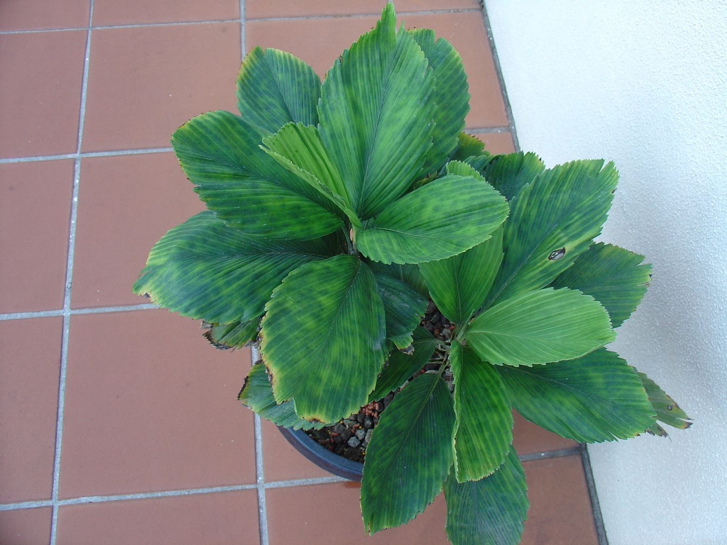 Potato chip palms DISCUSSING PALM TREES WORLDWIDE PalmTalk